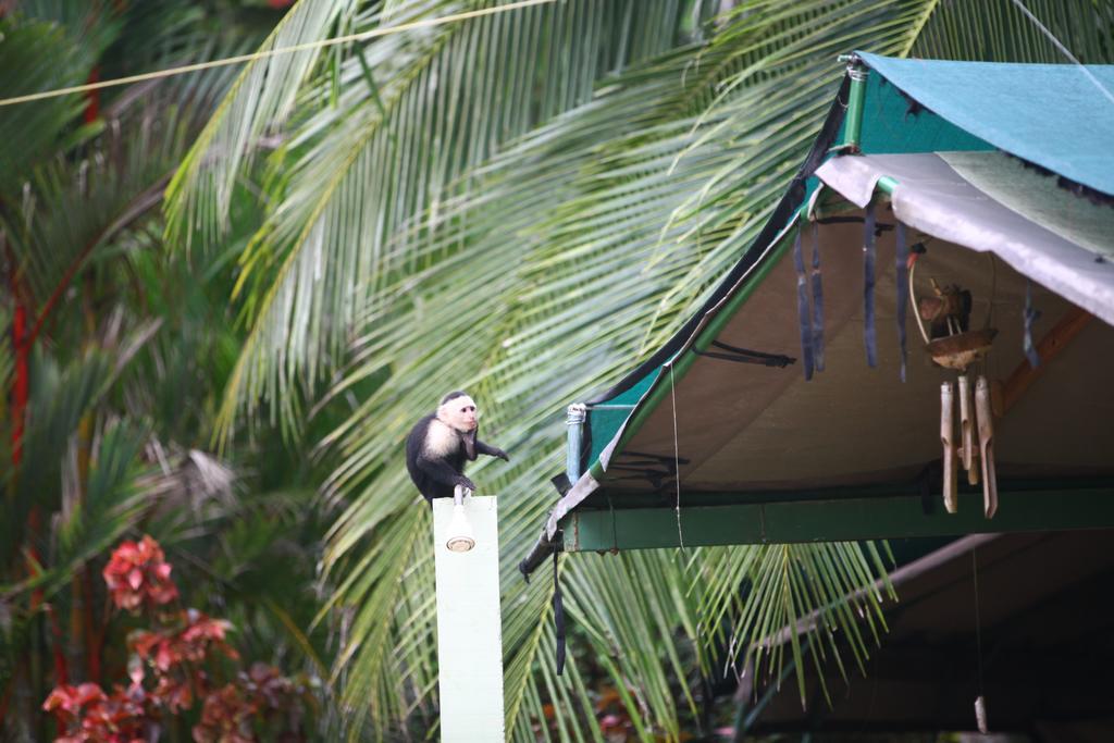 Rafiki Beach Camp Matapalo  Exterior foto